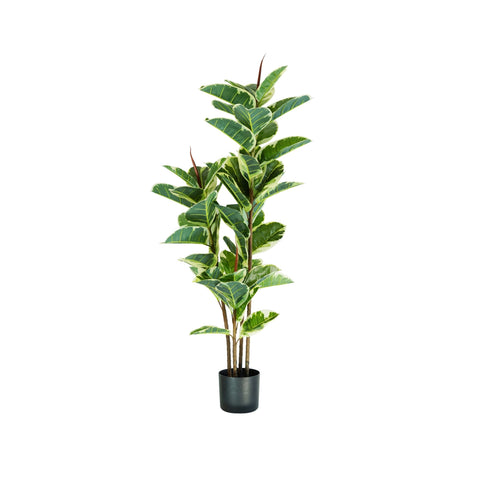 Pianta Ficus Elastica In Polietilene Con 54 Foglie E Vaso Con Muschio 145cm