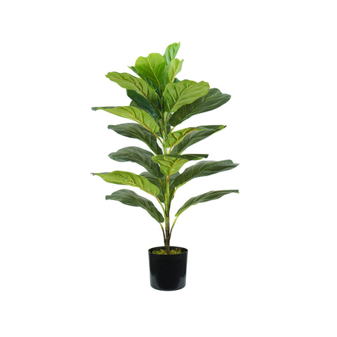 PIanta Ficus Lyrata In Polietilene Con 21 Foglie E Vaso Con Muschio 75cm