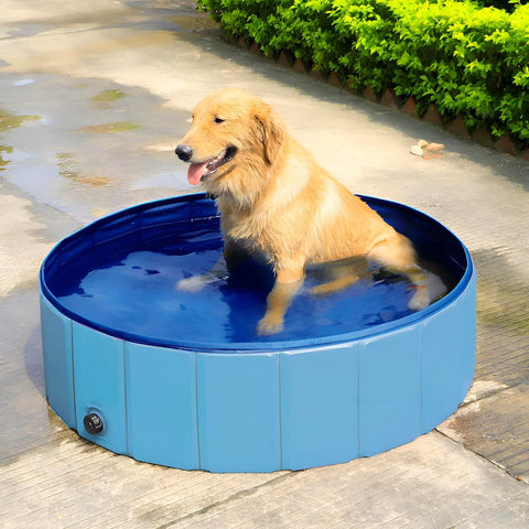 Golden Retriever in piscina per cani su terrazza - Soluzione rinfrescante estate per animali domestici felici